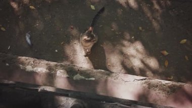 Sokakta yürüyen kedi