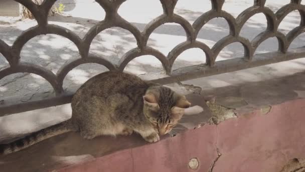 El gato callejero está sentado en el parapeto de la cerca. — Vídeos de Stock