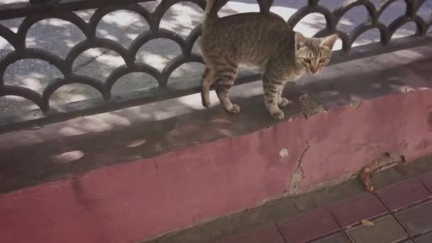 Sokak kedisi yürüyor ve sonra korkuluklara atlıyor. — Stok video
