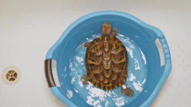 Turtle 'ın mavi plastik bir kasede teraryum temizliğini beklerken en üst görüntüsü. Kırmızı kulaklı kaplumbağa, sürüngen sıradan bir hayvan değil..