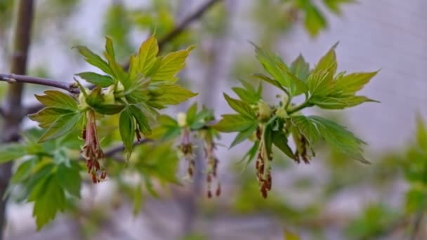 Primavera verde fresco folhas de abril — Vídeo de Stock