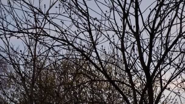 树型轮廓，在天空前干枯的枝干. — 图库视频影像