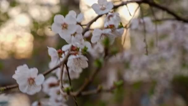 Rama floreciente de cerezo frente al cielo al atardecer — Vídeos de Stock