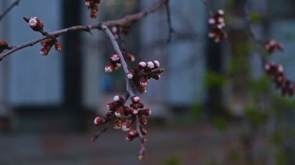 Kirsebær blomsterknopper på træ – Stock-video