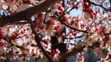 Baharda dalları kaplayan beyaz ve pembe kayısı ağacı çiçekleri