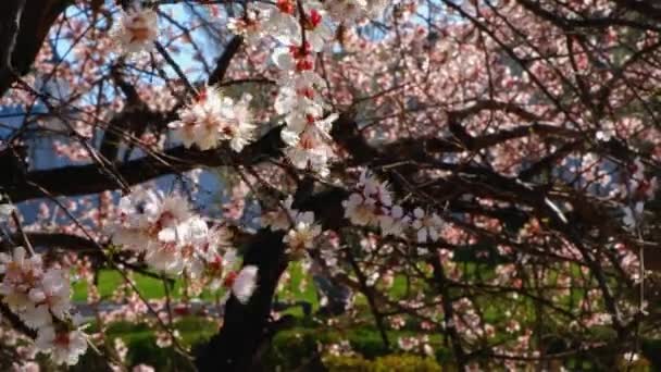 Blossom van de abrikozenboom handheld beeldmateriaal — Stockvideo