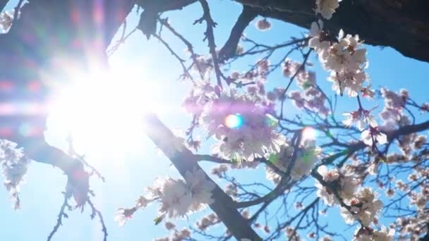 Up looking at cherry tree flowers shot with sun flares — Stock Video