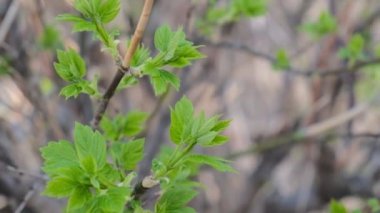 Bahçe çalılarının bahar yaprakları