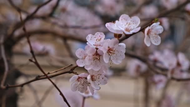 Primer plano del cerezo floreciente cubierto con muchas florecitas blancas pequeñas — Vídeos de Stock