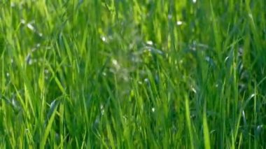 Yaz Rüzgarı 'ndan Çimen Dalgaları