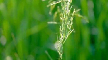 Üzerinde Örümcek Ağı olan Çimen Makrosu