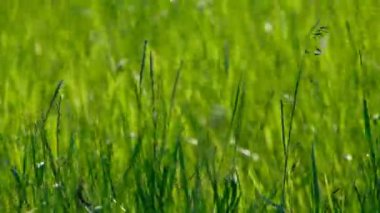 Hafif rüzgarda sallanan çimenler.