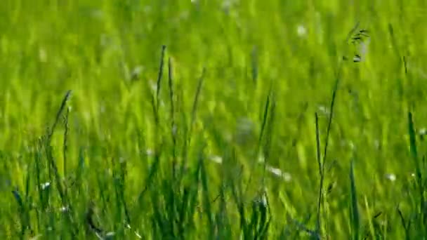 Macha trawą poruszającą się w świetle wiatru. — Wideo stockowe