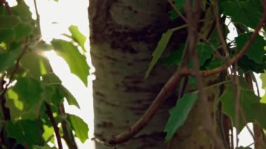 Kavak ağacının yapraklarına yavaş çekimde yakından bakın.