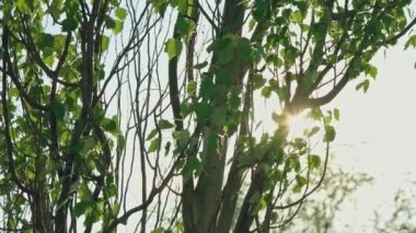 Bahar kavağı batan güneşin ışığında