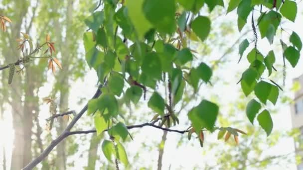 바람의 느린 움직임에 따라 움직 이는 신선 한 자작나무 잎 과 꽃병 — 비디오