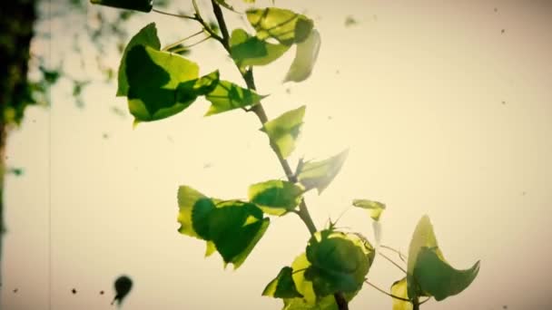 Vintage πλάνα από φύλλα σημύδας φτερουγίζει στον άνεμο — Αρχείο Βίντεο