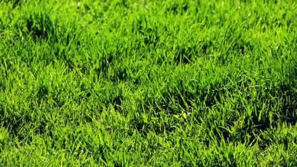 SOft tender green grass in a summer time — Stock Video
