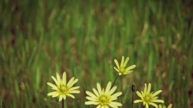 Önplanda sarı papatya çiçekleri ve arka planda kopyalama alanı