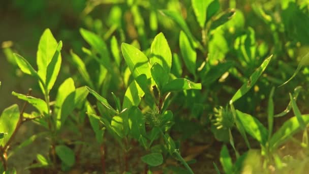 Joven hierba plántulas retroiluminado plano del suelo tiro — Vídeo de stock