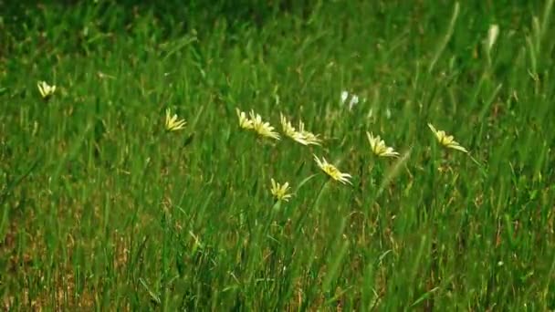 Flores de margarida amarelas movendo-se ao vento — Vídeo de Stock