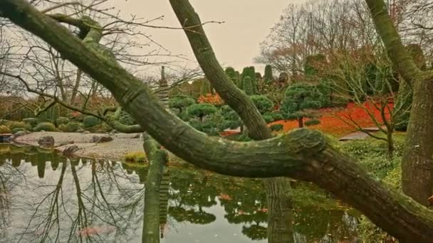 Japán kert nyilvános parkban Bonn Németországban. Mezítelen fák és színes levelek a tó felett — Stock videók