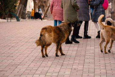 Sokak köpeği sürüsü yayanın ortasında duruyor ve insanları rahatsız ediyor.
