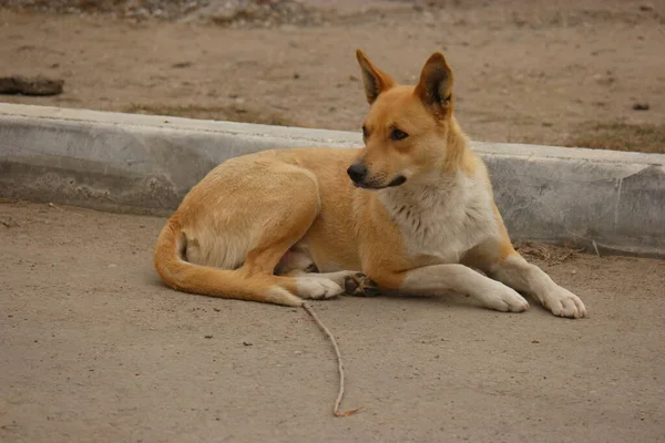 Homeless Dog Resting Curbstone Street Surface — Stock Photo, Image