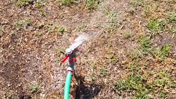Irrigation system head sprays water on the drying grass which is fed to it by green hose, slow motion. — Stockvideo
