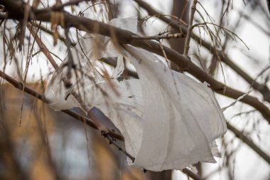 Plastik paket çıplak ağaç dallarında asılı. Çöp konsepti. Çöplerin geri dönüşüme ihtiyacı var.
