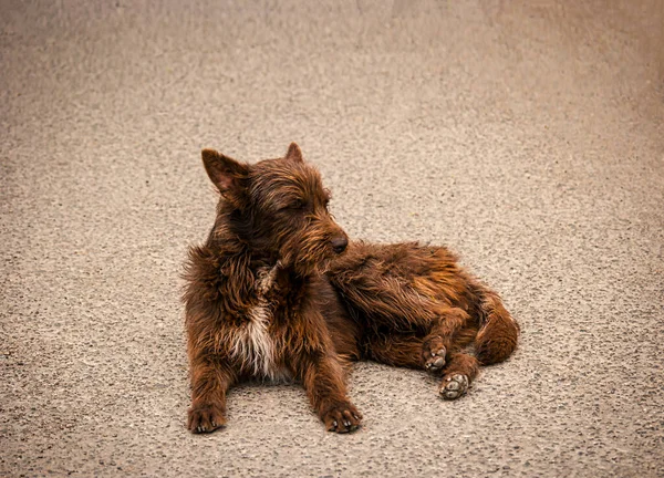 Obdachloser Hungriger Depressiver Brauner Hund Auf Der Straße Ausgesetzt — Stockfoto