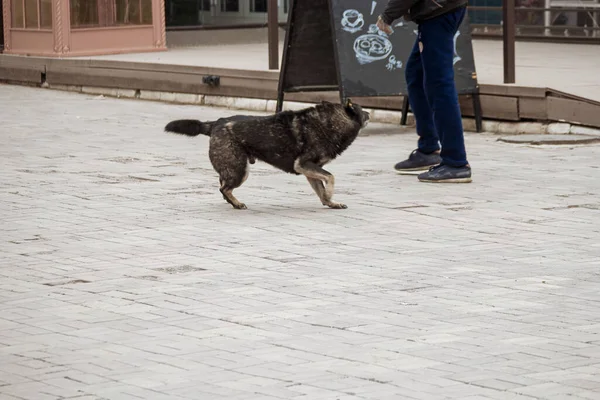 Zbłąkany Pies Atakuje Pieszego Dżinsach Ulicy Przestrzeń Pierwszym Planie — Zdjęcie stockowe
