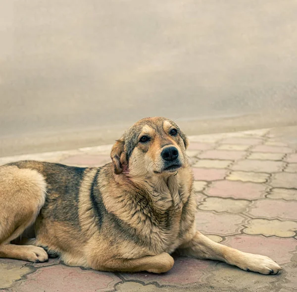 Üzgün Evsiz Sokak Köpeği Kaldırımda Dinleniyor Kameraya Bakıyor Rusya Hayvan — Stok fotoğraf