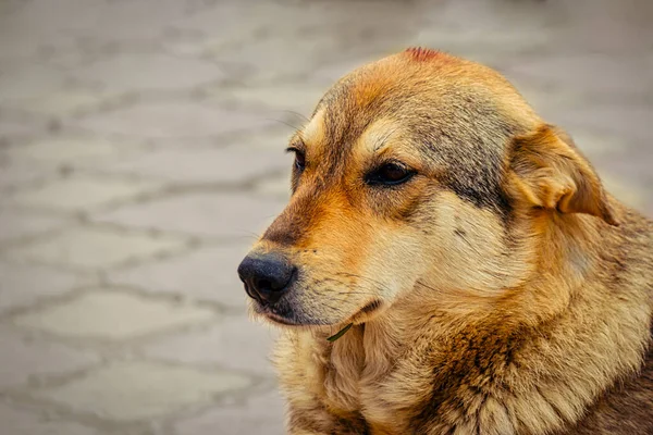 Zbloudilý Pes Potřebuje Adopci Nebo Jít Útulku Šéf Smutného Psa — Stock fotografie