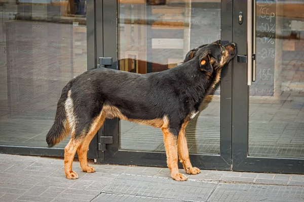 モングレル犬はモールの中に入ろうとしているが 自動ドアの前で吸うと食べ物の匂いを嗅ぐ — ストック写真