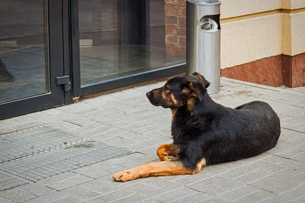 Chien Errant Est Allongé Devant Les Portes Magasin Les Animaux — Photo