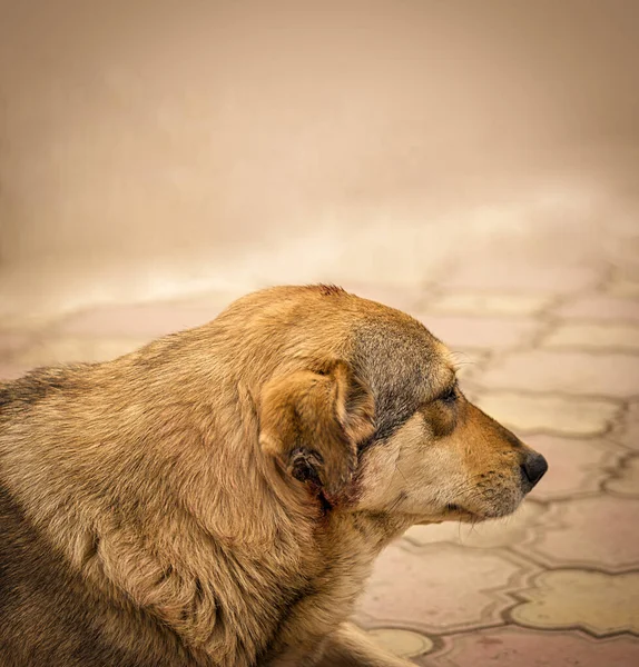 Hüzünlü Sokak Köpeği Kafası Melez Köpek Kaldırımda Dinleniyor Kamerayı Başka — Stok fotoğraf