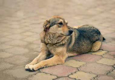 Sokak köpeği, evsiz hayvan kaldırımda yatıyor. Aç melez tek başına dinleniyor. Evcil hayvanın evlat edinilmesi gerek. Serseriler, yeni Hayvan Koruma Yasası 'nın uygulanmasından sonra Rusya' da sorun olmaya başladı.