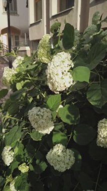 Şehirde çiçek açan leylak dalı.