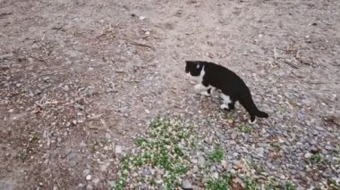 Siyah-beyaz erkek kedi terk edilmiş getto bölgesinde yürüyor.