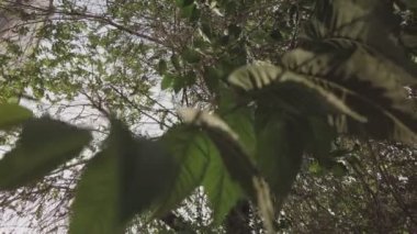 Gökyüzünün önündeki yeşil karaağaç yaprakları. Parkın soluk yeşil yeşilliklerinden
