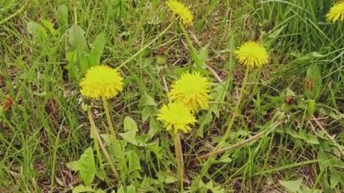 Bahçedeki sarı dandellion 'lar. Yakın plan.