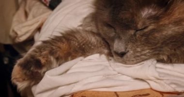 Gri kedi yatakta uzanıyor, yakın plan, el kamerasıyla çekilmiş.