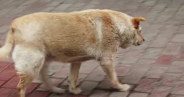 Sokak köpeği kameradan kaçıyor.