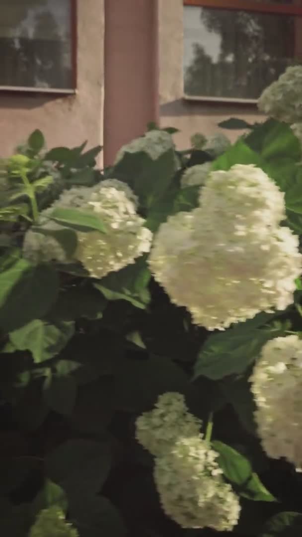 Syringa of liliac bloeien in de zomer stad op decoratieve bush in de voorkant van de gevel van het gebouw. Verticale video van bloemenstruiken in stedelijk gebied — Stockvideo
