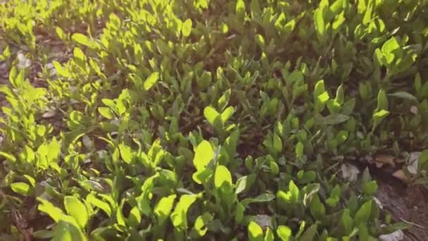 Bibit hijau organik segar disinari matahari pada musim semi — Stok Video