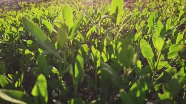 Schuif over de verse lente groen gras spruiten en de verlichte zon, fakkels — Stockvideo