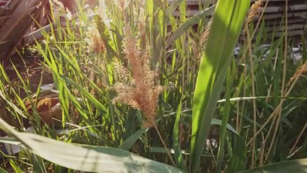 Reed backlit by summer sun, dolly shot in slums — Stock Video