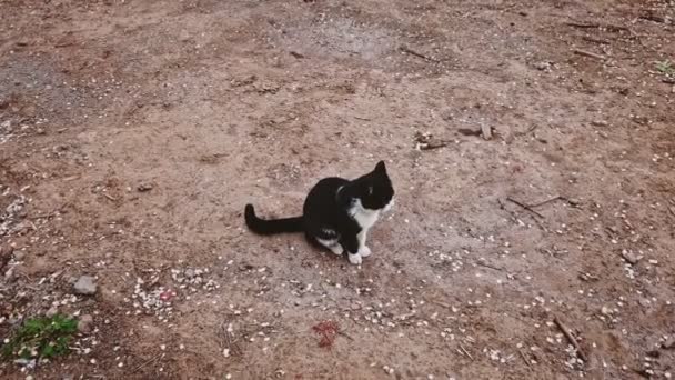 Cute stray cat sitting in the park. Hungry pet on bare soil dolly in slow motion — Stock Video