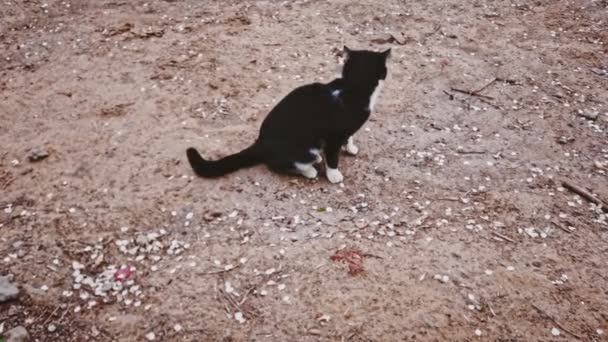 Svart-vit katt gå iväg på smutsig bar jord i slomo — Stockvideo